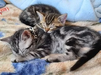 バトン 様のお迎えした子猫