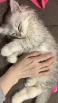 タカ 様のお迎えした子猫