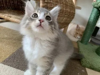 ずん 様のお迎えした子猫