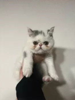 まる 様のお迎えした子猫