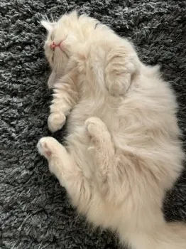 おぴー 様のお迎えした子猫