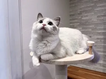 まろ 様のお迎えした子猫