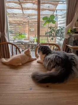 N.K 様のお迎えした子猫