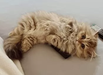 Y.S 様のお迎えした子猫