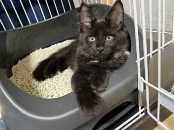 S.I 様のお迎えした子猫