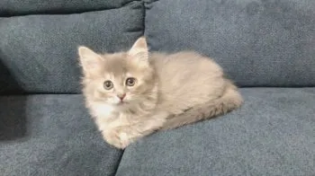 しらかわん25 様のお迎えした子猫