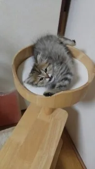 みよ 様のお迎えした子猫