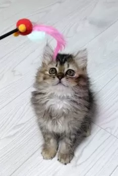 ごま 様のお迎えした子猫