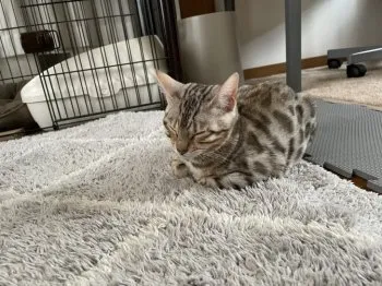 コスケ 様のお迎えした子猫