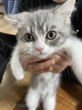 みよこ 様のお迎えした子猫