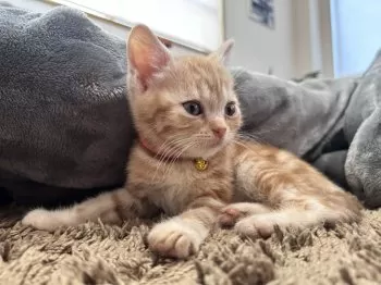 S.O 様のお迎えした子猫