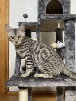 とも 様のお迎えした子猫