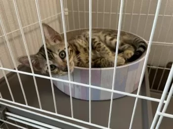 S.I 様のお迎えした子猫