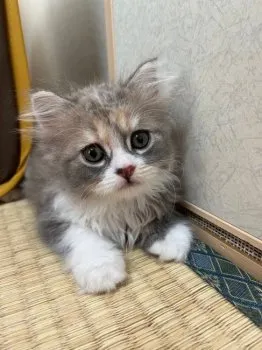 のあ 様のお迎えした子猫