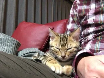 ダイジロウ 様のお迎えした子猫