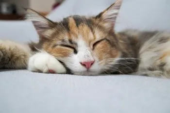 S 様のお迎えした子猫