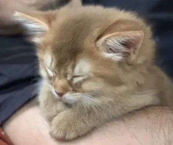 山和 様のお迎えした子猫