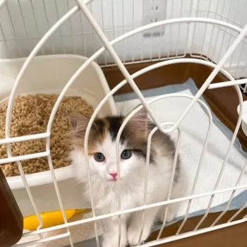 Y.O 様のお迎えした子猫