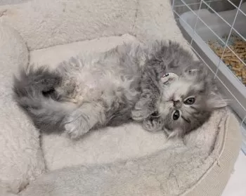 A.M 様のお迎えした子猫