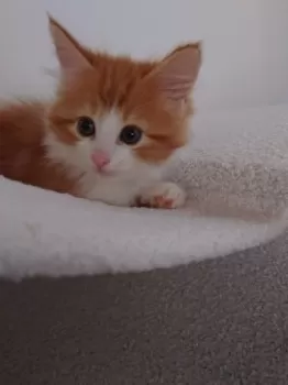はるか 様のお迎えした子猫