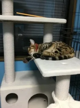 ペコ 様のお迎えした子猫