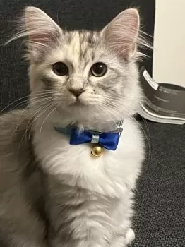 F 様のお迎えした子猫