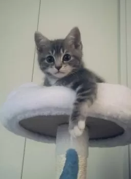 A.I 様のお迎えした子猫