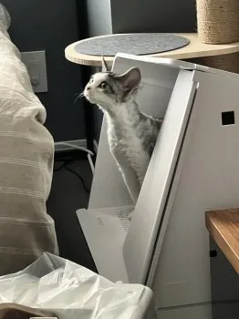 ソン 様のお迎えした子猫