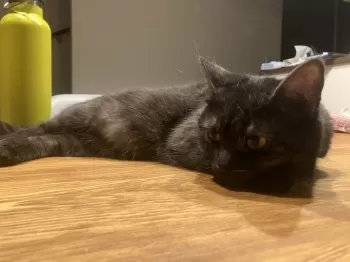 ジョウ 様のお迎えした子猫