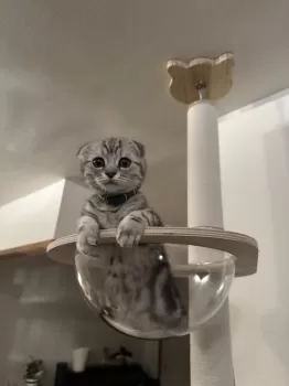risary 様のお迎えした子猫