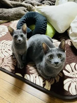 まみ 様のお迎えした子猫
