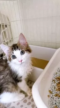 T.K 様のお迎えした子猫