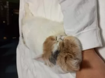 になり 様のお迎えした子猫