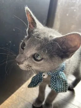 アッコ 様のお迎えした子猫