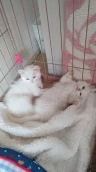 そらひめ 様のお迎えした子猫