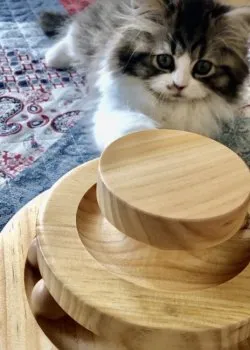 M.N 様のお迎えした子猫