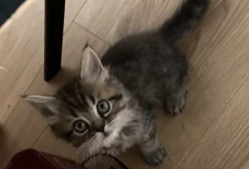 cii 様のお迎えした子猫