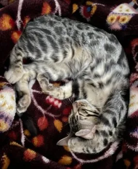 りえ 様のお迎えした子猫