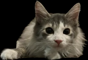 クレたん 様のお迎えした子猫