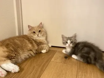 Y……U 様のお迎えした子猫