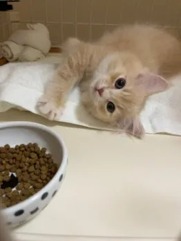 K 様のお迎えした子猫