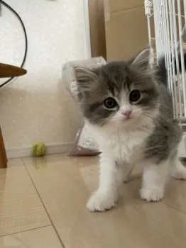 こういち 様のお迎えした子猫