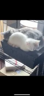 R.M 様のお迎えした子猫