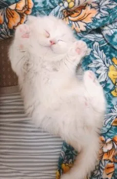 L 様のお迎えした子猫