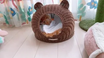9 様のお迎えした子猫