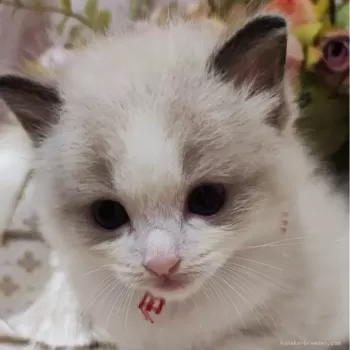 M 様のお迎えした子猫
