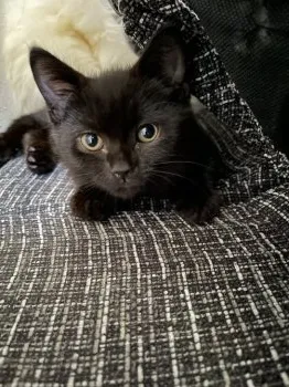 Y.H 様のお迎えした子猫