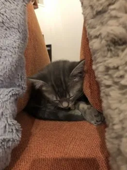 けん 様のお迎えした子猫