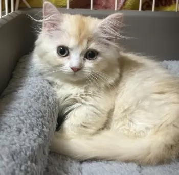 ハナ 様のお迎えした子猫