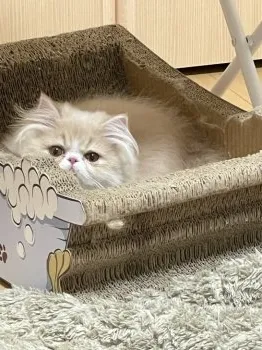 よもぎ 様のお迎えした子猫